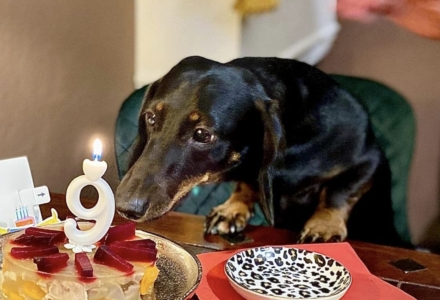 Hubertus Primus Whisper, azaz Dió 9 éves