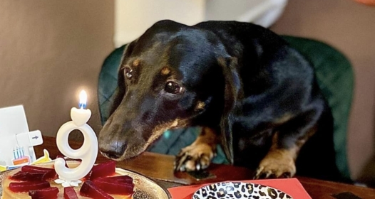 Hubertus Primus Whisper, azaz Dió 9 éves