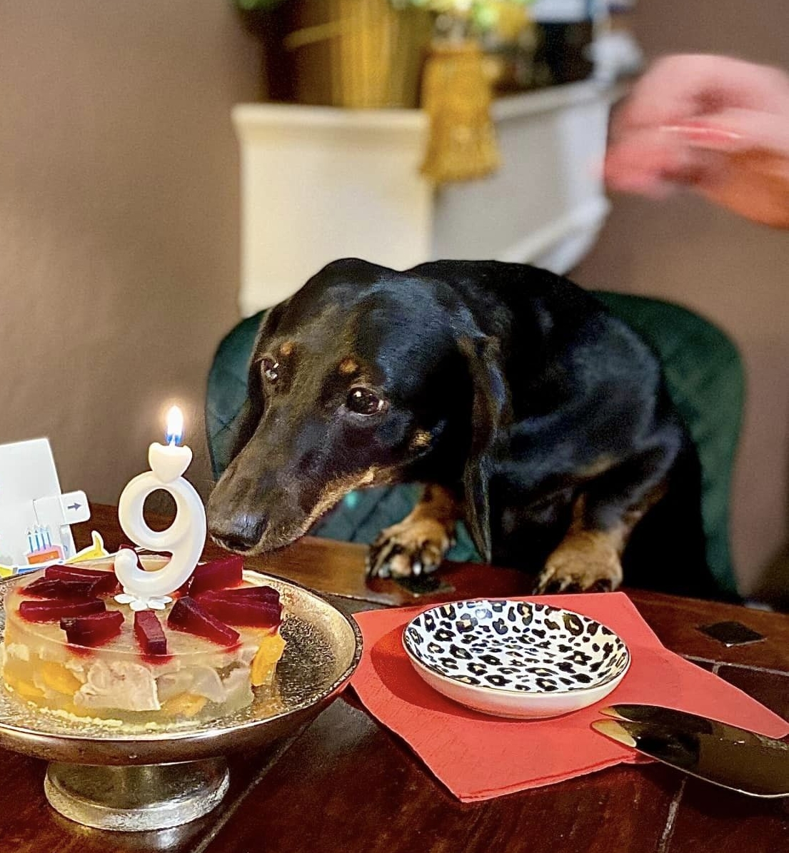 Hubertus Primus Whisper, azaz Dió 9 éves