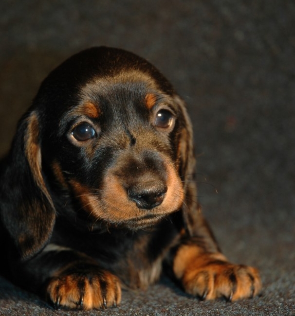 Hubertus Primus Whisper, azaz Dió