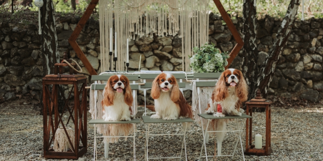 Pintér Andrea szertartásvezető