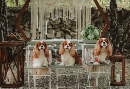 Pintér Andrea szertartásvezető