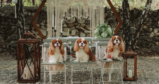 Pintér Andrea szertartásvezető