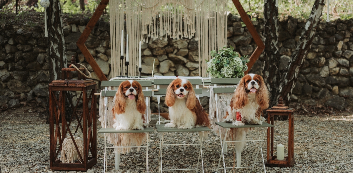 Pintér Andrea szertartásvezető