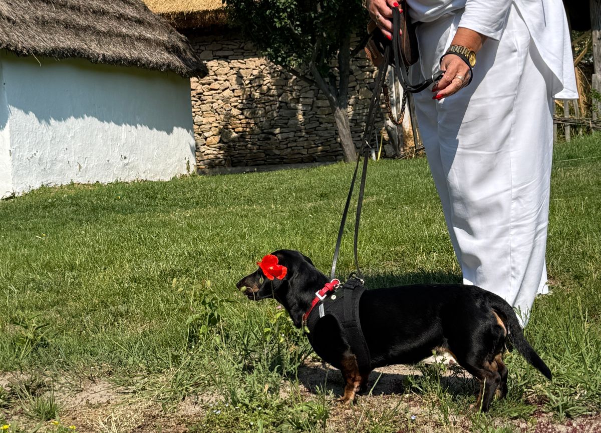 Pünkösd a szentendrei Skanzenben, Dió tacskó pont egy pipacs mellett állt meg