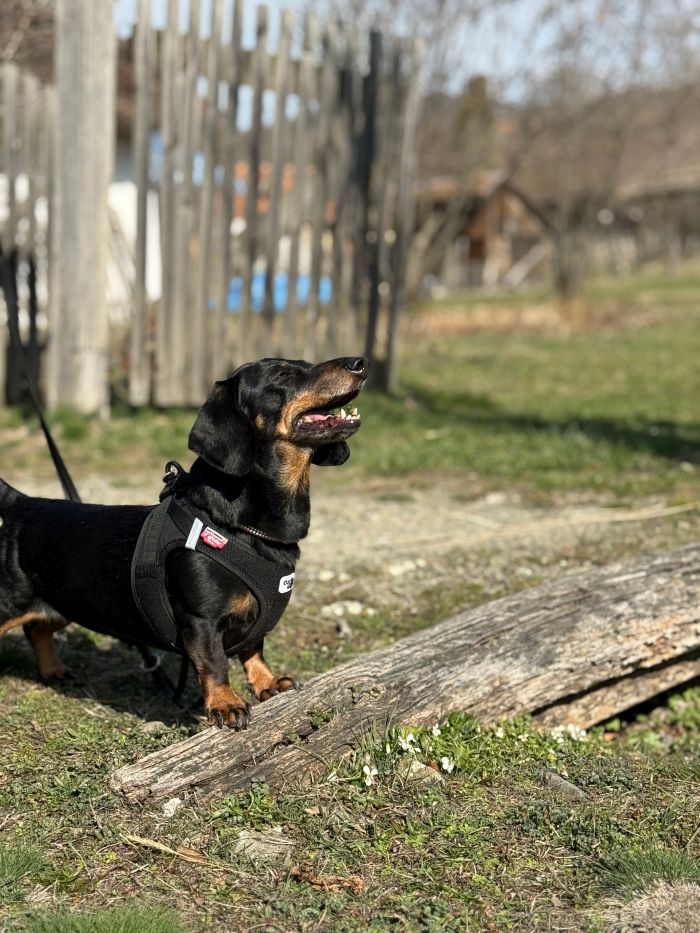 Dió a szentendrei Skanzenben