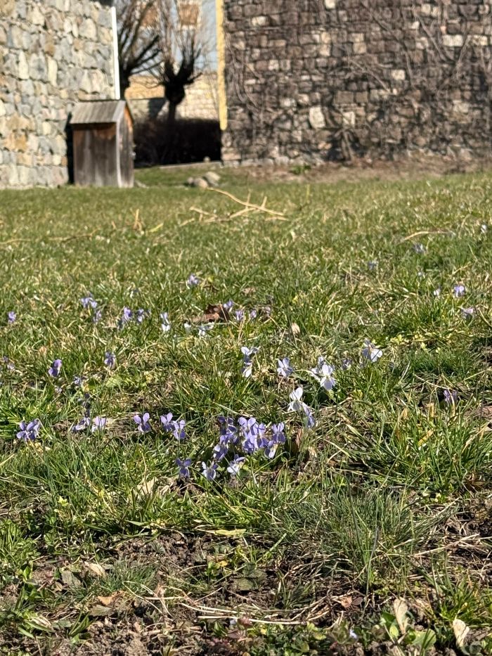Tavaszi lila ibolyák a szentendrei skanzenben